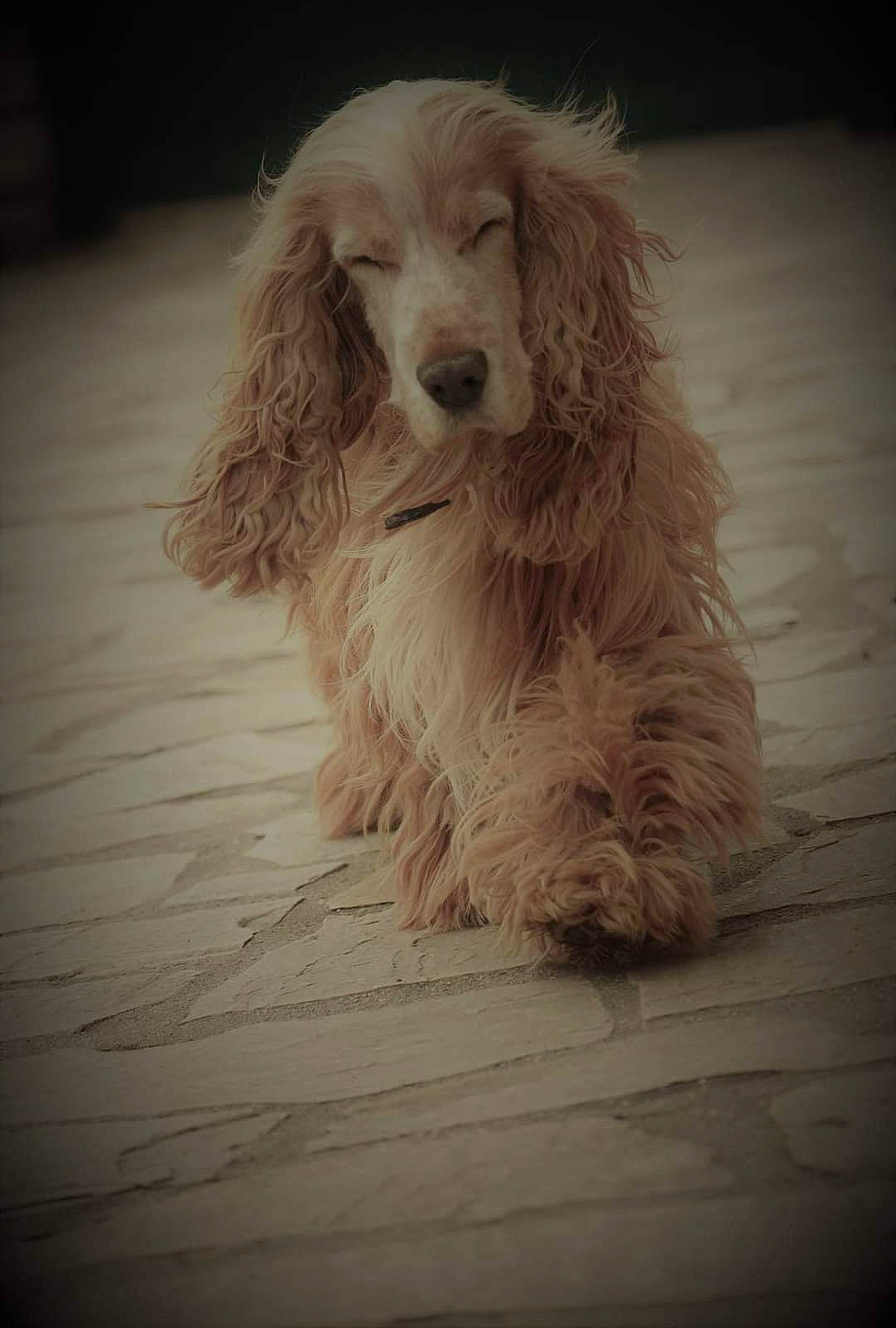 Potter a rejoint le concours — aidez-le/la à gagner de superbes lots ! canidae, carnivore, companion_dog, dog, dog_breed, flooring, fur, hardwood, maltepoo, non_sporting_group, paw, puppy, snout, spaniel, sporting_group, terrier, toy_dog, water_dog, wood, wood_stain