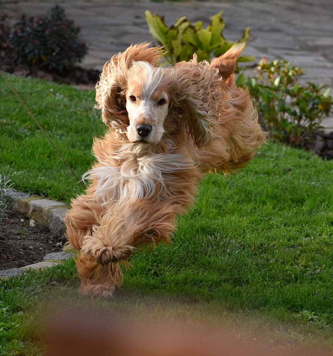 Potter participe au concours pour gagner de l'argent avec cette photo : canidae, carnivore, companion_dog, dog, dog_breed, fawn, fur, grass, labradoodle, liver, plant, poodle_crossbreed, retriever, snout, spaniel, sporting_group, tail, terrier, toy_dog, water_dog