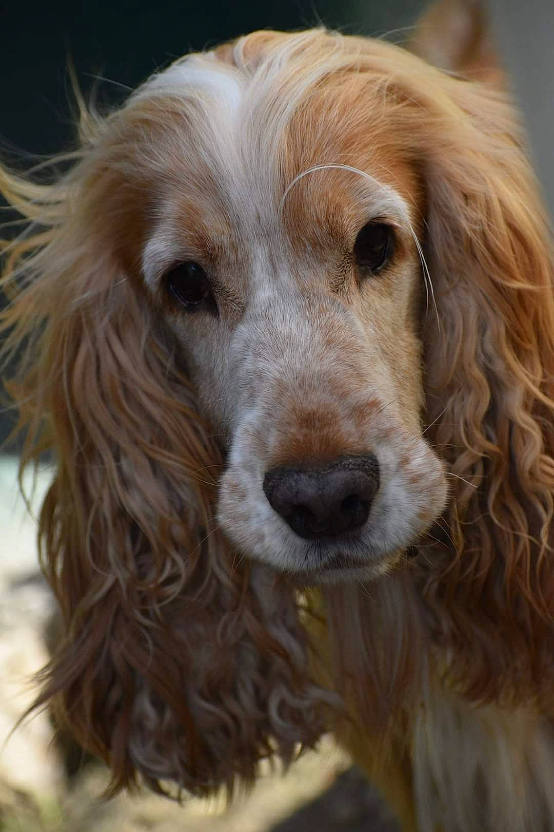 Potter a rejoint le concours — aidez-le/la à gagner de superbes lots ! biting, canidae, carnivore, close_up, companion_dog, dog, dog_breed, eye, fur, gun_dog, hair, head, hunting_dog, liver, snout, sporting_group, terrestrial_animal, whiskers