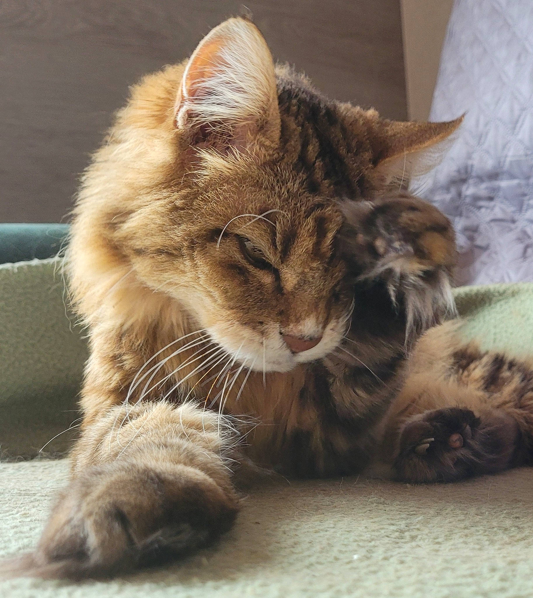 Lilou a rejoint le concours — aidez-le/la à gagner de superbes lots ! carnivore, cat, claw, comfort, domestic_short_haired_cat, fawn, felidae, fur, nap, paw, sitting, small_to_medium_sized_cats, snout, tail, terrestrial_animal, whiskers, wildlife