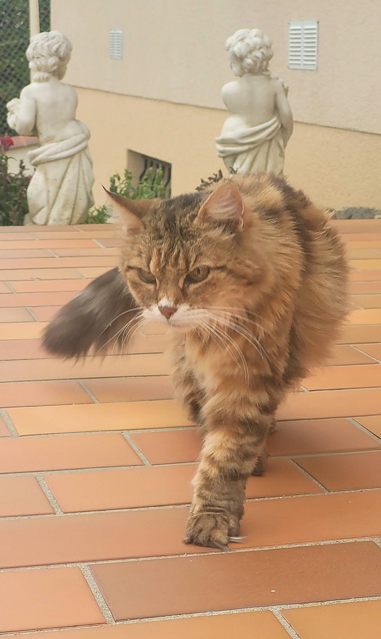 Lilou a rejoint le concours — aidez-le/la à gagner de superbes lots ! carnivore, cat, domestic_short_haired_cat, fawn, felidae, floor, flooring, fur, hardwood, houseplant, human_leg, maine_coon, paw, plant, sculpture, small_to_medium_sized_cats, tail, terrestrial_animal, whiskers, wood