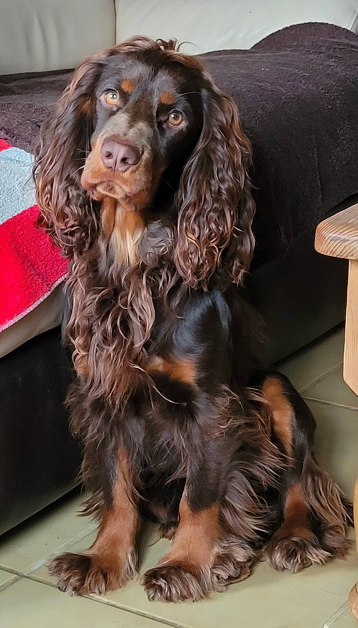 Roméo participe au concours pour gagner de l'argent avec cette photo : canidae, carnivore, companion_dog, dog, dog_breed, dog_supply, fur, liver, pet_supply, snout, spaniel, sporting_group, working_animal