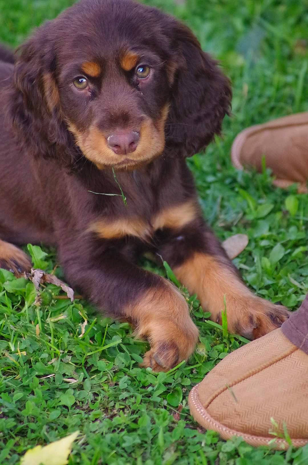 Roméo participe au concours pour gagner de l'argent avec cette photo : canidae, carnivore, cocker_spaniel, companion_dog, dog, dog_breed, german_longhaired_pointer, gordon_setter, hovawart, hunting_dog, liver, mammal, picardy_spaniel, puppy, rare_breed_dog, spaniel, sporting_group, vertebrate