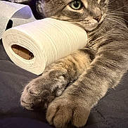 Punchie is registered to the contest to win money with this photo: bed, bedding, blanket, cat, close_up, cozy, domestic_cat, feline, fur, green_eyes, indoor, paws, pet, playful, portrait, resting, roll, toilet_paper, toilet_roll, whiskers