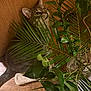 cat, couch, cozy, curious, dim_lighting, green_foliage, hiding, houseplant, indoor, leaves, palm_leaf, peeking, pet, portrait, slipper, tail, texture, upholstery, vase, wooden_floor