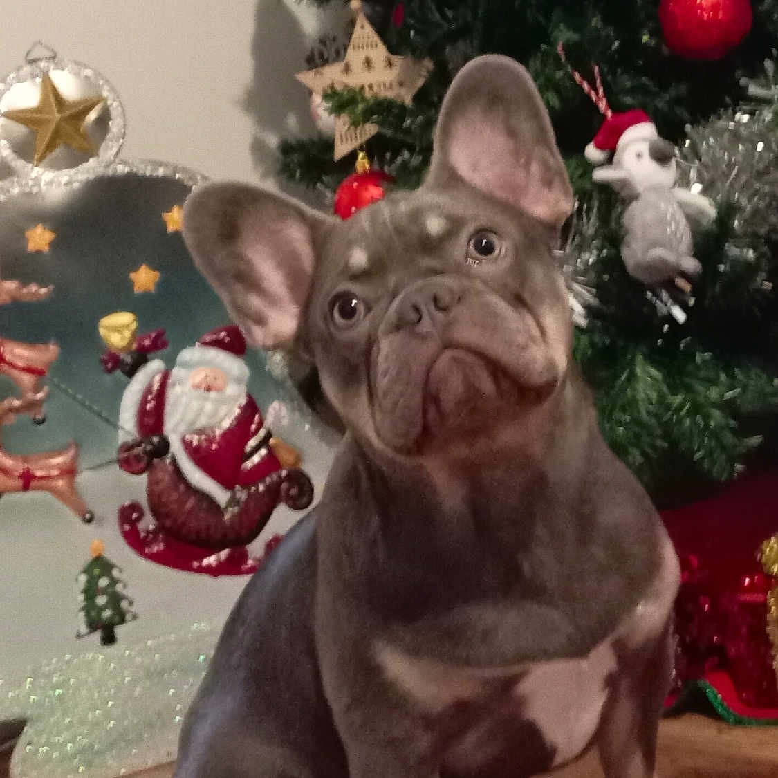 Bentley joined the competition — help win amazing prizes! accessories, animal, boxer, bulldog, canine, christmas, christmasdecorations, christmastree, dog, festival, fir, frenchbulldog, ornament, person, pet, pitbull, plant, puppy, sphere, tree