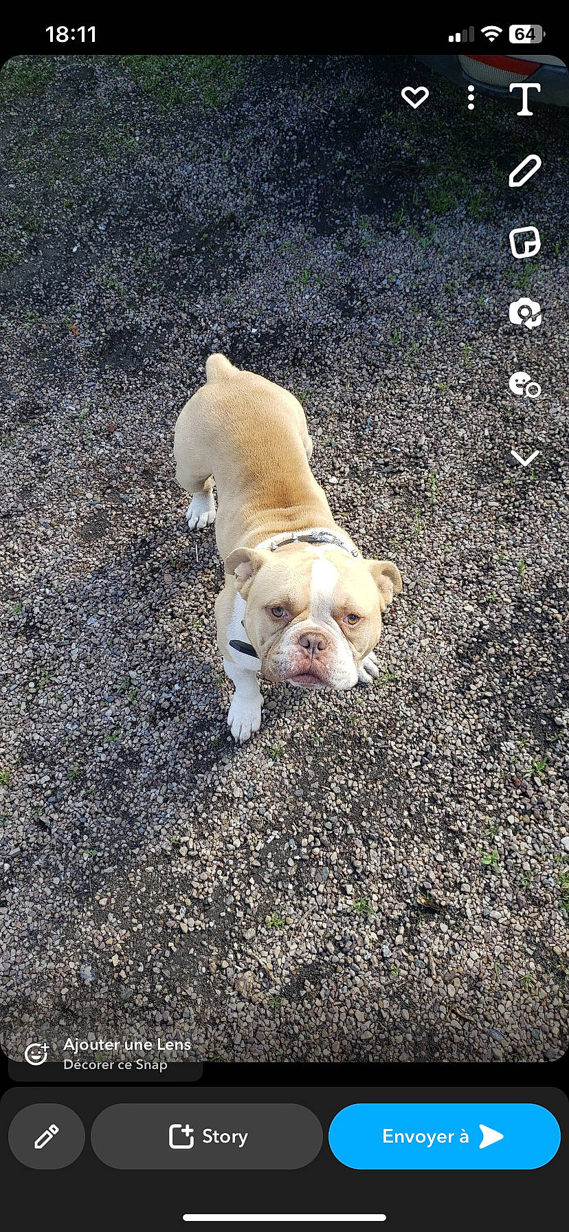Magnum participe au concours pour gagner de l'argent avec cette photo : asphalt, bulldog, canidae, carnivore, companion_dog, dog, dog_breed, fawn, grass, paw, road, road_surface, sidewalk, snout, soil, sporting_group, tail, terrestrial_animal, toy_dog, working_animal