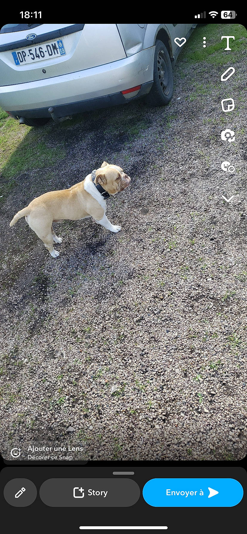 Magnum a rejoint le concours — aidez-le/la à gagner de superbes lots ! asphalt, automotive_exterior, automotive_tire, car, carnivore, companion_dog, dog, dog_breed, grass, plant, road, road_surface, sidewalk, soil, sporting_group, tail, tar, tire, toy_dog, vehicle