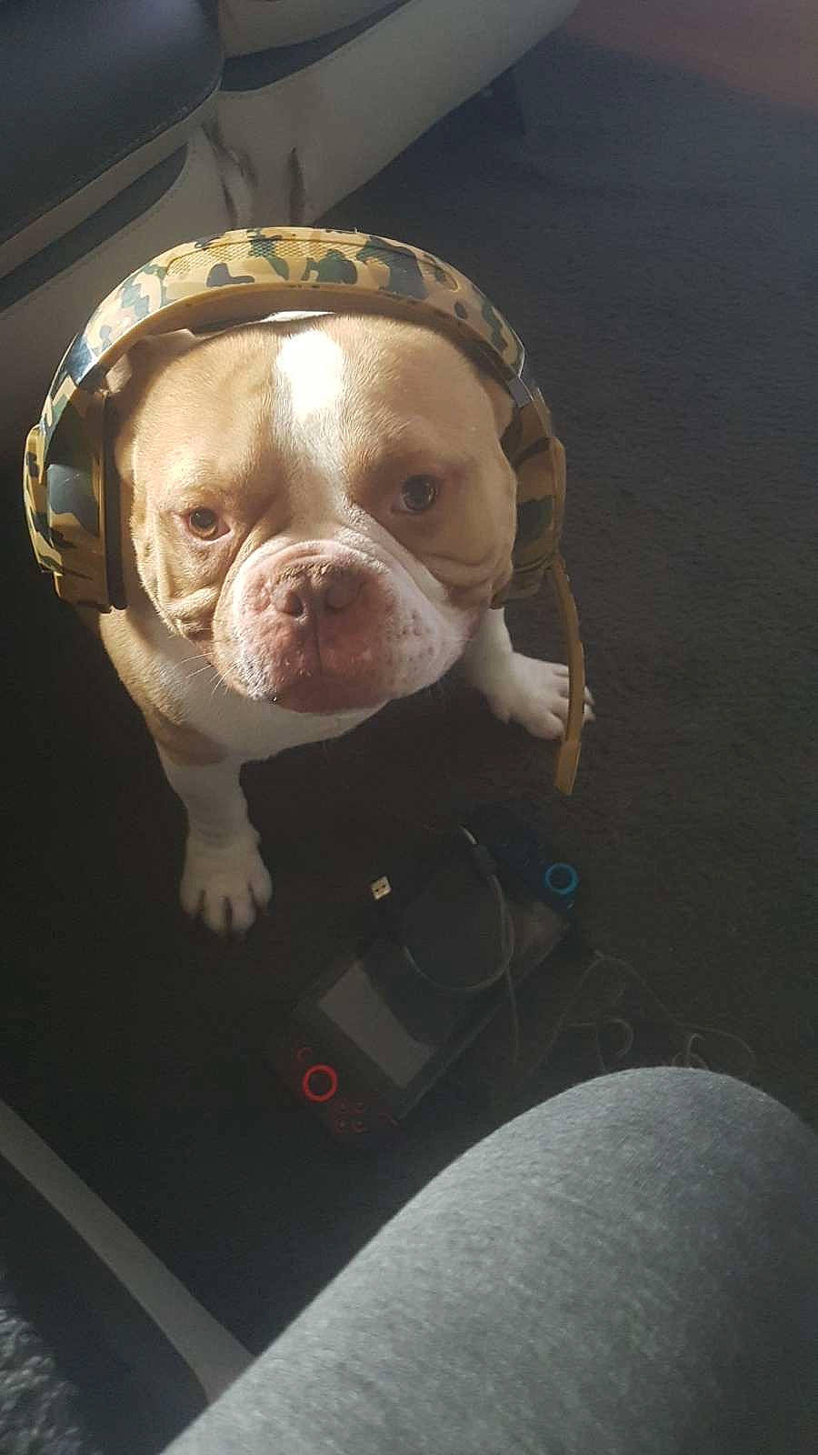 Magnum participe au concours pour gagner de l'argent avec cette photo : canidae, carmine, carnivore, comfort, companion_dog, dog, dog_breed, fawn, flooring, fur, jaw, liver, molosser, non_sporting_group, snout, sporting_group, toy, whiskers, working_animal, wrinkle