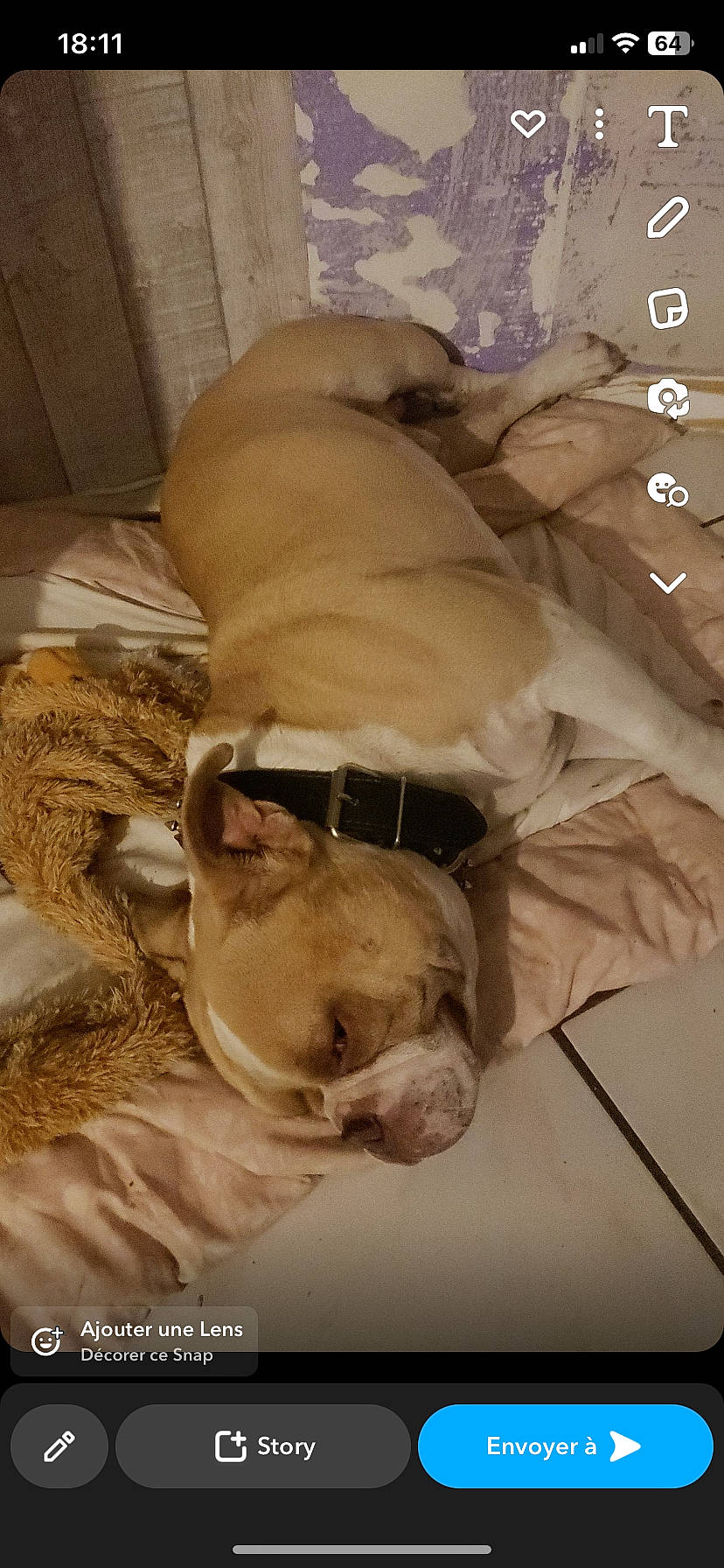 Magnum participe au concours pour gagner de l'argent avec cette photo : carnivore, comfort, companion_dog, dog, dog_breed, fawn, fur, mammal, non_sporting_group, snout, working_animal, wrinkle