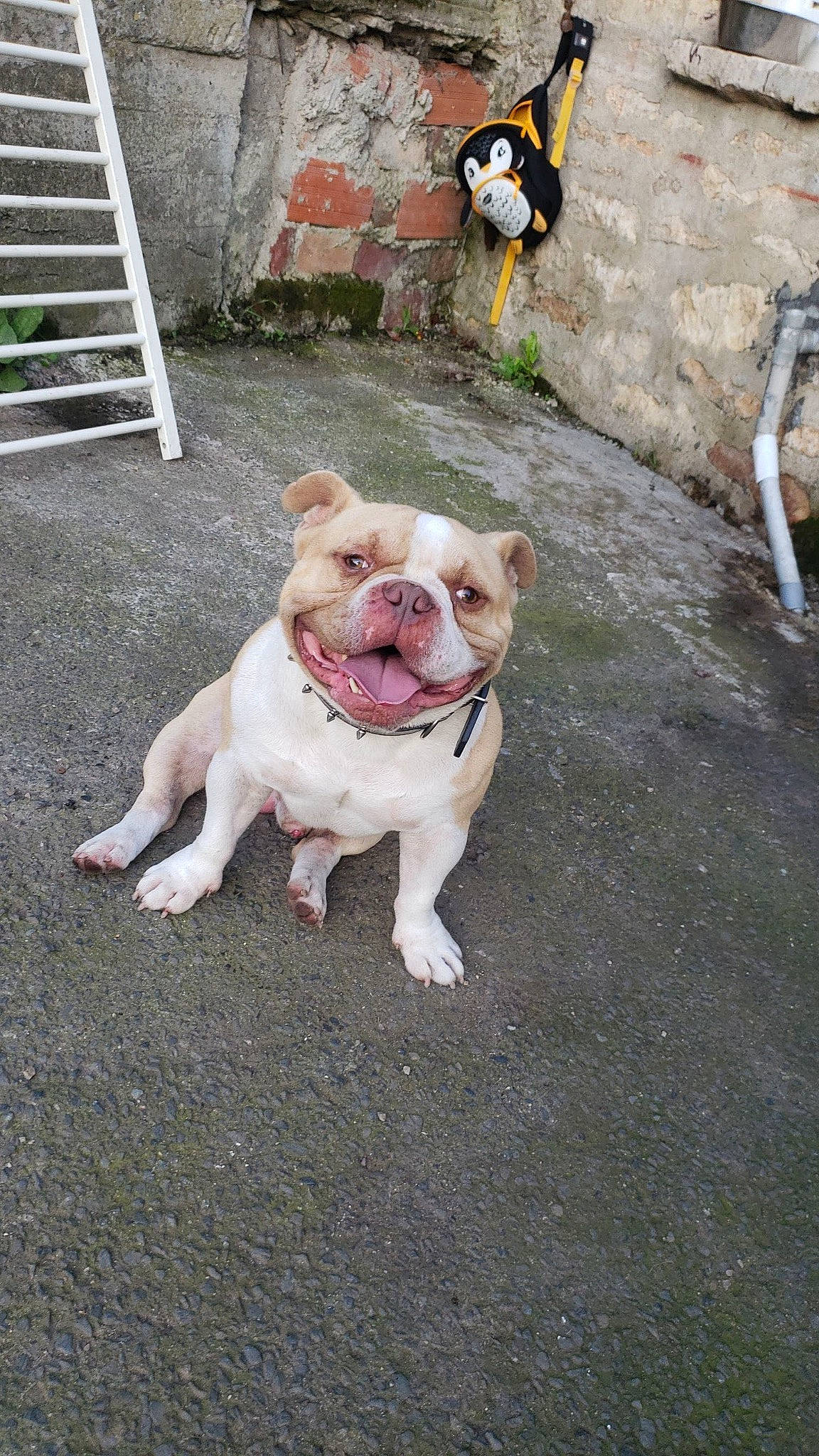 Magnum a rejoint le concours — aidez-le/la à gagner de superbes lots ! bulldog, carnivore, companion_dog, dog, dog_breed, dog_collar, fawn, flooring, grass, molosser, plant, road_surface, sidewalk, snout, sporting_group, tail, toy_dog, white_english_bulldog, working_animal, wrinkle