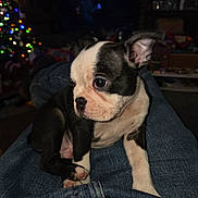 Kaiju is registered to the contest to win money with this photo: puppy, boston_terrier, dog, pet, indoor, lap, jeans, curious, cute, young, animal, companion, christmas_tree, holiday_lights, cozy, sitting, black_and_white, small, adorable, domestic