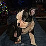 puppy, boston_terrier, dog, pet, indoor, lap, jeans, curious, cute, young, animal, companion, christmas_tree, holiday_lights, cozy, sitting, black_and_white, small, adorable, domestic