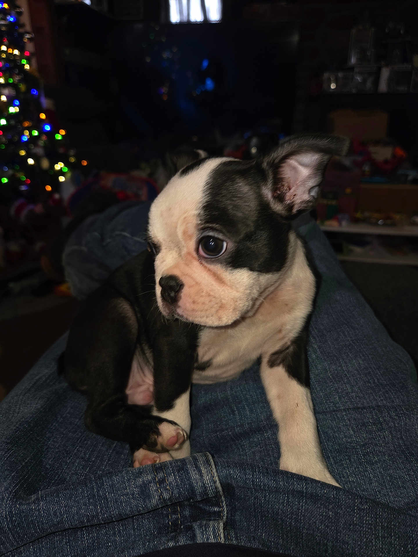 Kaiju is registered to the contest to win money with this photo: puppy, boston_terrier, dog, pet, indoor, lap, jeans, curious, cute, young, animal, companion, christmas_tree, holiday_lights, cozy, sitting, black_and_white, small, adorable, domestic