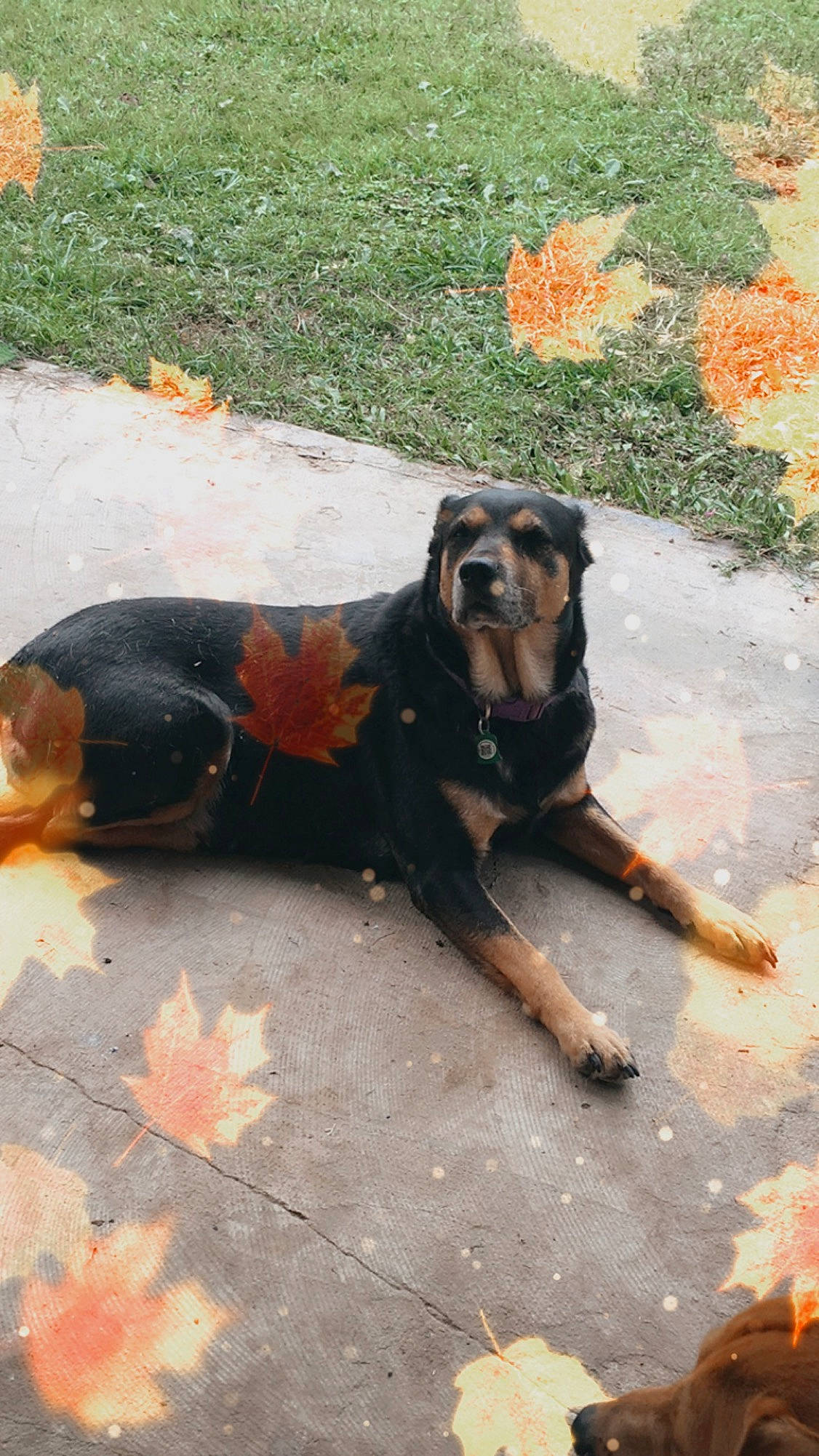 Bella joined the competition — help win amazing prizes! asphalt, canidae, carnivore, companion_dog, dog, dog_breed, fawn, fender, grass, hound, hunting_dog, plant, road_surface, snout, sporting_group, tail, tar, terrestrial_animal, working_animal, working_dog