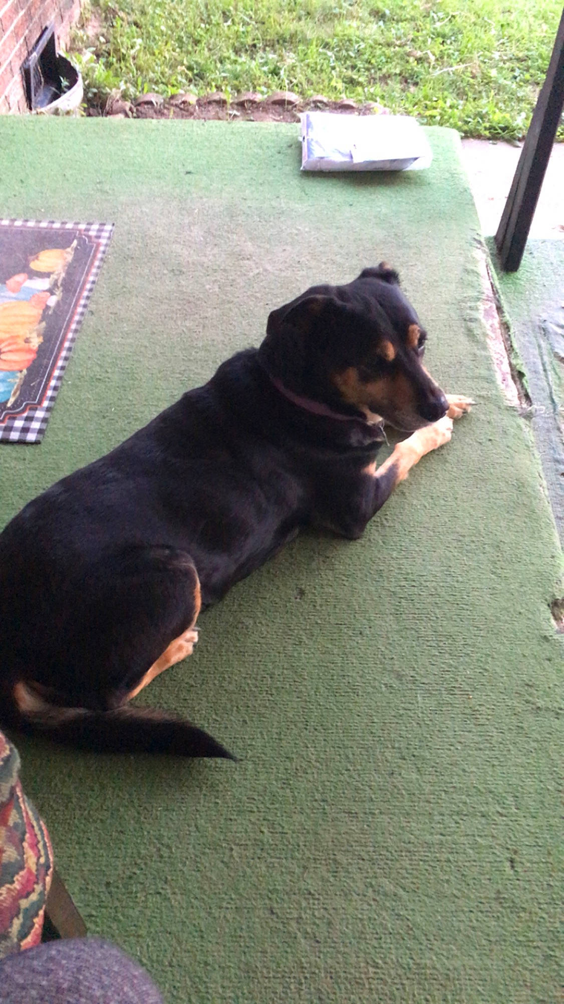 Bella is registered to the contest to win money with this photo: asphalt, canidae, carnivore, collar, companion_dog, dog, dog_breed, flooring, fur, grass, guard_dog, plant, road_surface, snout, sporting_group, tail, terrestrial_animal, tree, working_animal, working_dog