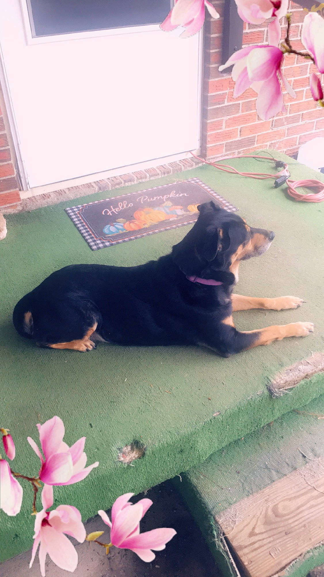 Bella is registered to the contest to win money with this photo: carnivore, companion_dog, dog, dog_breed, floor, flooring, flower, green, line, mammal, petal, pink, plant, road_surface, room, tail, tints_and_shades, vertebrate, window, working_animal