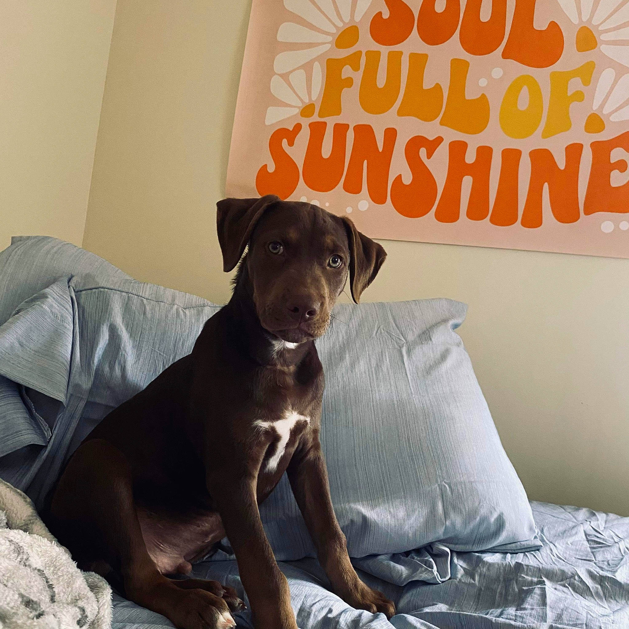 Tucker joined the competition — help win amazing prizes! bedding, borador, canidae, carnivore, comfort, companion_dog, dog, dog_breed, dog_supply, flooring, font, fur, gun_dog, linens, liver, pet_supply, sporting_group, terrestrial_animal, whiskers, working_animal