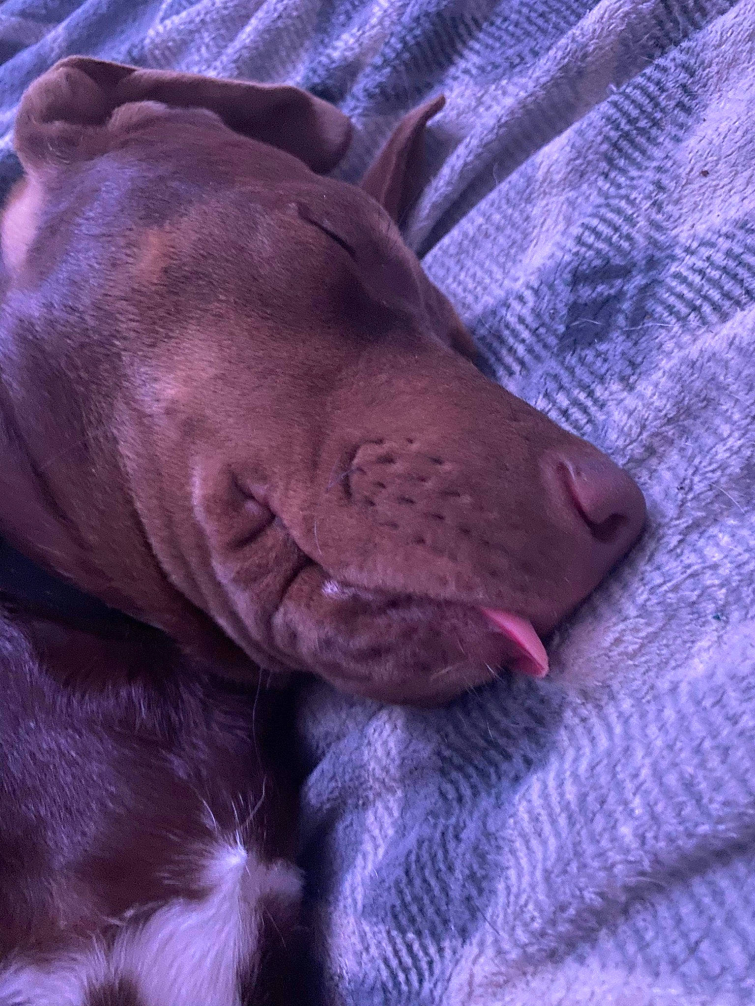 Tucker joined the competition — help win amazing prizes! canidae, carnivore, comfort, companion_dog, dog, dog_breed, electric_blue, fawn, fur, liver, magenta, nap, non_sporting_group, purple, snout, sporting_group, terrestrial_animal, whiskers, working_animal, wrinkle