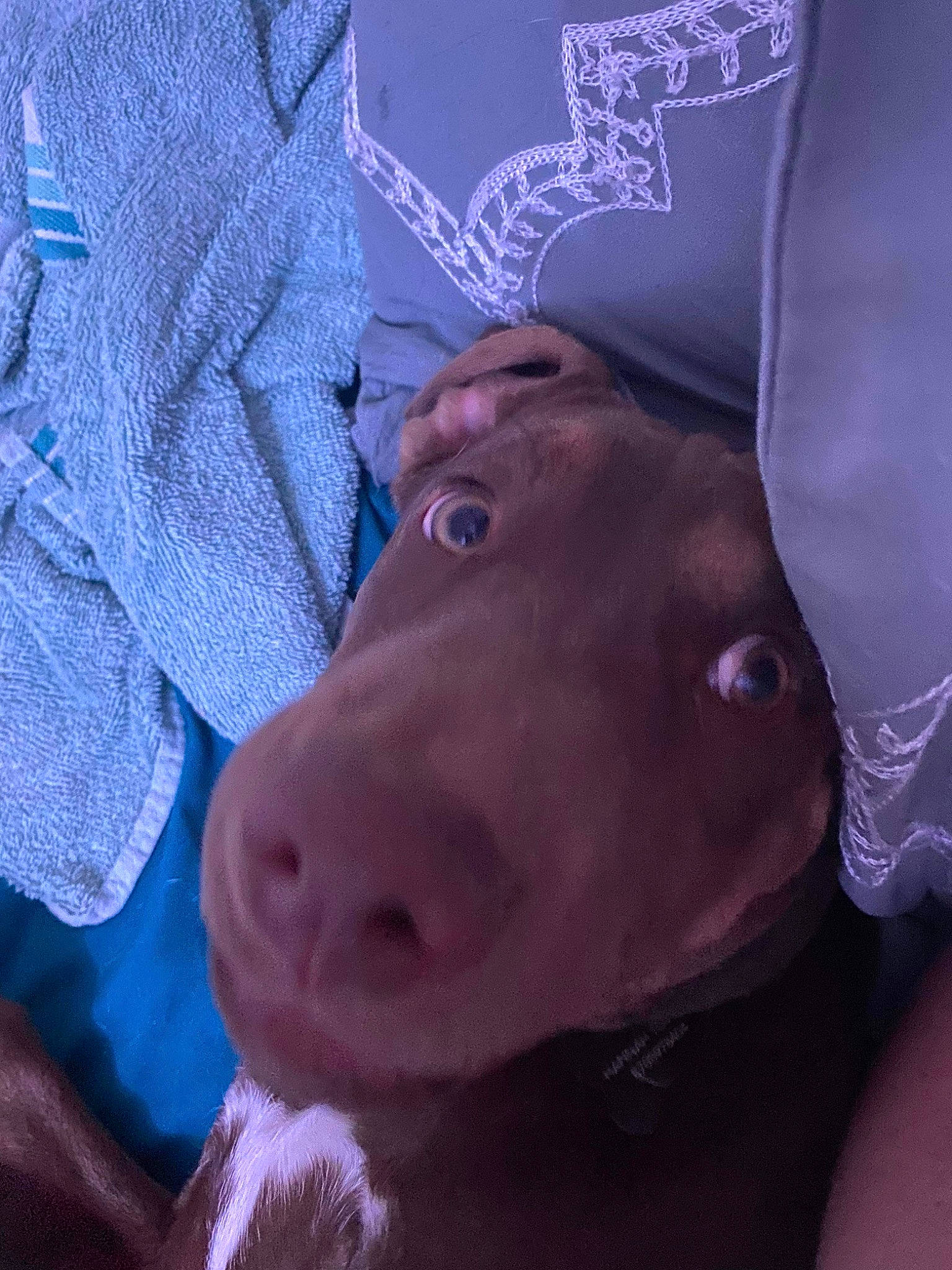 Tucker is registered to the contest to win money with this photo: canidae, carnivore, companion_dog, dog, dog_breed, ear, electric_blue, fawn, fur, hat, jaw, liver, livestock, nose, purple, selfie, snout, sporting_group, whiskers, working_animal