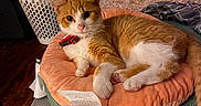 George is registered to the contest to win money with this photo: animal, bedroom, cat, collar, cozy, curious, domestic_cat, floor, furniture, indoor, laundry_basket, orange_cat, paw, pet_bed, relaxed, soft_texture, tag, tail, white_cat, wooden_dresser