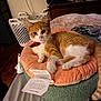 George is registered to the contest to win money with this photo: animal, bedroom, cat, collar, cozy, curious, domestic_cat, floor, furniture, indoor, laundry_basket, orange_cat, paw, pet_bed, relaxed, soft_texture, tag, tail, white_cat, wooden_dresser
