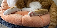 George joined the competition — help win amazing prizes! animal, cat, cat_tree, cozy, cute, domestic_animal, feline, fur, indoor, looking_at_camera, orange_cat, paw, pet, plush_cushion, red_ribbon, relaxed, resting, tail, toy, white_cat