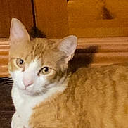 George joined the competition — help win amazing prizes! cat, ginger_cat, white_cat, pet, animal, feline, portrait, sitting, indoors, wooden_background, warm_lighting, tabby, whiskers, ears, eyes, nose, paws, fur, cute, relaxed