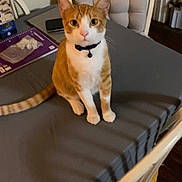 George is registered to the contest to win money with this photo: cat, chair, collar, curious, domestic, domestic_animal, feline, furniture, home, indoor, notebook, orange_cat, paper, pet, shadow, sitting, table, tablecloth, white_cat, wooden_floor