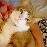 George joined the competition — help win amazing prizes! cat, kitten, white_cat, orange_patches, fluffy, fur, pet, animal, lying_down, back, belly, eyes, whiskers, indoors, blanket, bed, cozy, human_hand, portrait, close_up