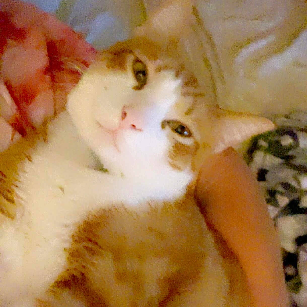 George joined the competition — help win amazing prizes! cat, kitten, white_cat, orange_patches, fluffy, fur, pet, animal, lying_down, back, belly, eyes, whiskers, indoors, blanket, bed, cozy, human_hand, portrait, close_up