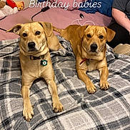 Rowley is registered to the contest to win money with this photo: bed, blanket, brown_dog, celebration, collar, dog, ear, fabric, fur, human_arm, indoor, looking_at_camera, nose, paw, person, pillow, plaid, resting, stuffed_toy, text_overlay