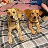 Rowley is registered to the contest to win money with this photo: bed, blanket, brown_dog, celebration, collar, dog, ear, fabric, fur, human_arm, indoor, looking_at_camera, nose, paw, person, pillow, plaid, resting, stuffed_toy, text_overlay