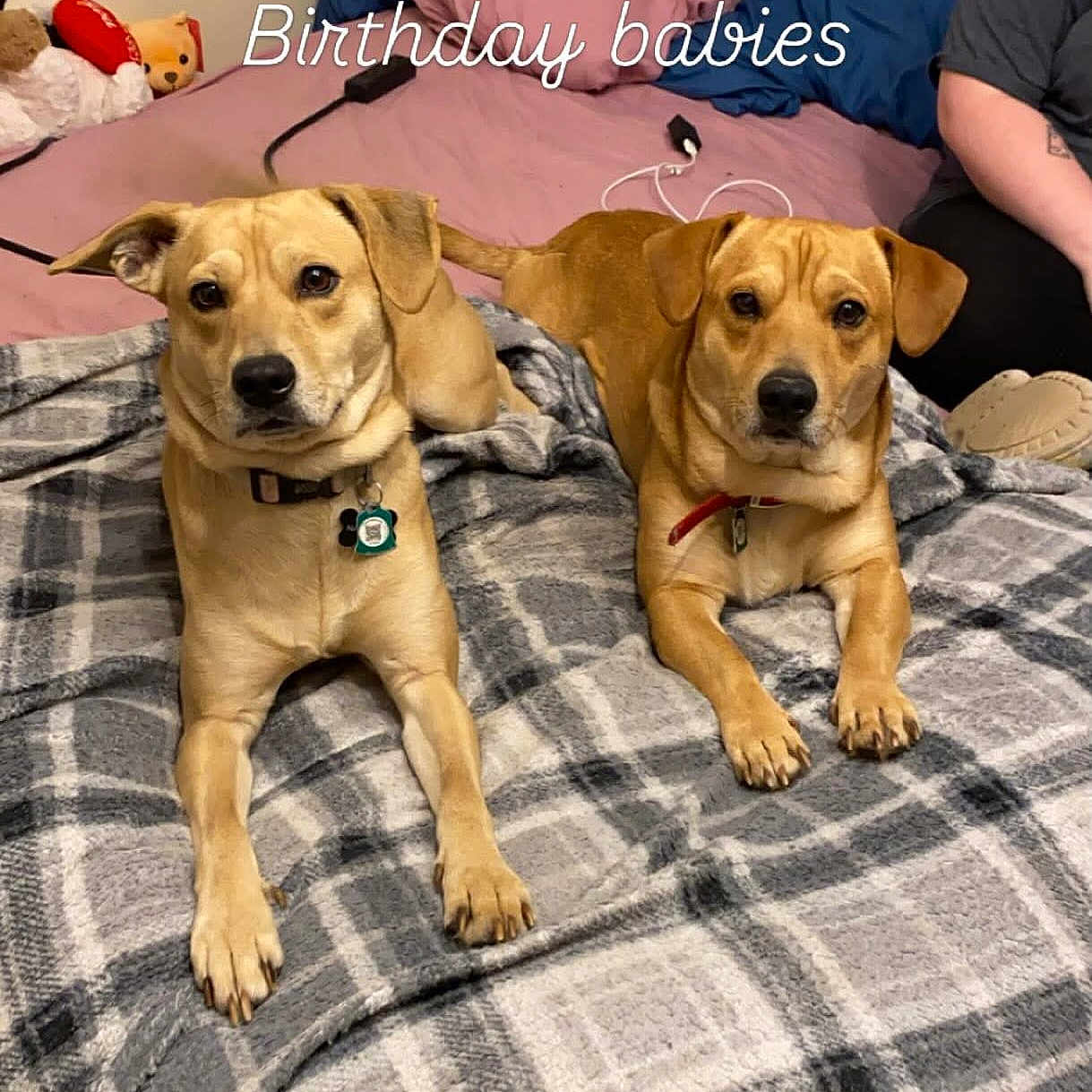Rowley is registered to the contest to win money with this photo: bed, blanket, brown_dog, celebration, collar, dog, ear, fabric, fur, human_arm, indoor, looking_at_camera, nose, paw, person, pillow, plaid, resting, stuffed_toy, text_overlay