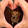 Rowley joined the competition — help win amazing prizes! adorable, animal, brown_and_white, cozy, cute, dog, eyes, face, hands, heart_shape, home, indoor, love, nose, pet, portrait, puppy, short_hair, sitting, wood_floor