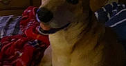 Rowley joined the competition — help win amazing prizes! animal, bed, blanket, canine, comfort, cozy, cute, dog, domestic, ears, fur, furniture, indoor, looking, mouth, nose, pet, resting, room, smile