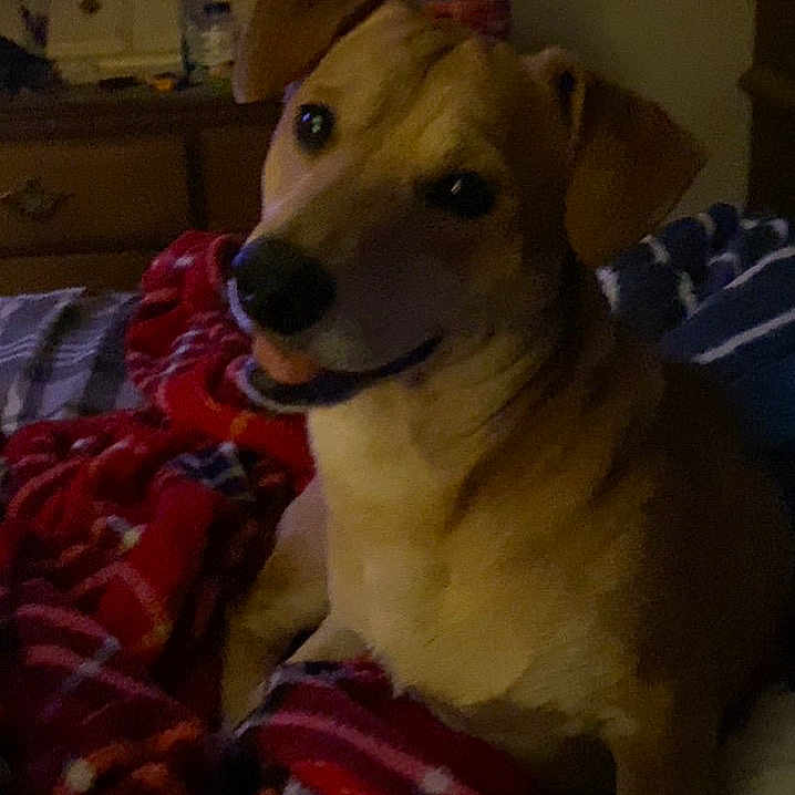 Rowley joined the competition — help win amazing prizes! animal, bed, blanket, canine, comfort, cozy, cute, dog, domestic, ears, fur, furniture, indoor, looking, mouth, nose, pet, resting, room, smile