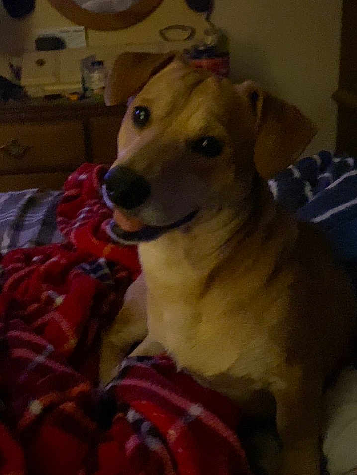 Rowley joined the competition — help win amazing prizes! animal, bed, blanket, canine, comfort, cozy, cute, dog, domestic, ears, fur, furniture, indoor, looking, mouth, nose, pet, resting, room, smile