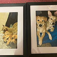 Rowley joined the competition — help win amazing prizes! dogs, canine, pet, animal, portrait, framed_picture, photograph, artwork, carpet, indoor, home_decor, two_frames, black_frame, white_matting, brown_dog, tan_dog, puppy, sitting, lying_down, wall_art