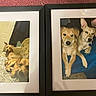 Rowley joined the competition — help win amazing prizes! animal, artwork, black_frame, brown_dog, canine, carpet, dogs, framed_picture, home_decor, indoor, lying_down, pet, photograph, portrait, puppy, sitting, tan_dog, two_frames, wall_art, white_matting