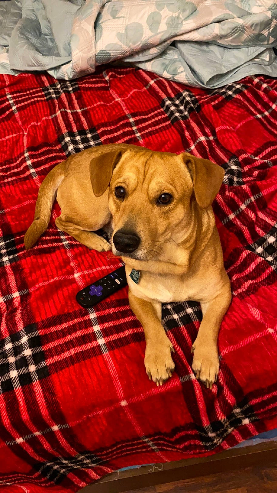 Rowley joined the competition — help win amazing prizes! canidae, carnivore, collar, companion_dog, dog, dog_breed, dog_clothes, dog_collar, dog_supply, fawn, linens, pattern, pet_supply, plaid, red, snout, sporting_group, tartan, textile, working_animal