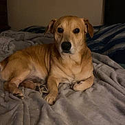 Rowley joined the competition — help win amazing prizes! animal, bed, bedroom, black_nose, blanket, brown_fur, cozy, dark_eyes, dog, floppy_ears, front_view, furry, home, indoors, lying_down, pet, photography, portrait, sitting, tan_dog