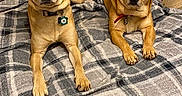 Rowley is registered to the contest to win money with this photo: alert, bedroom, blanket, brown_eyes, canines, collars, companions, cozy, cute, dogs, front_facing, indoors, pets, photography, plaid, portrait, short_hair, sitting, tags, tan_dogs
