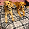 Rowley is registered to the contest to win money with this photo: dogs, canines, pets, tan_dogs, sitting, portrait, indoors, bedroom, blanket, plaid, collars, tags, short_hair, brown_eyes, front_facing, alert, cute, companions, cozy, photography