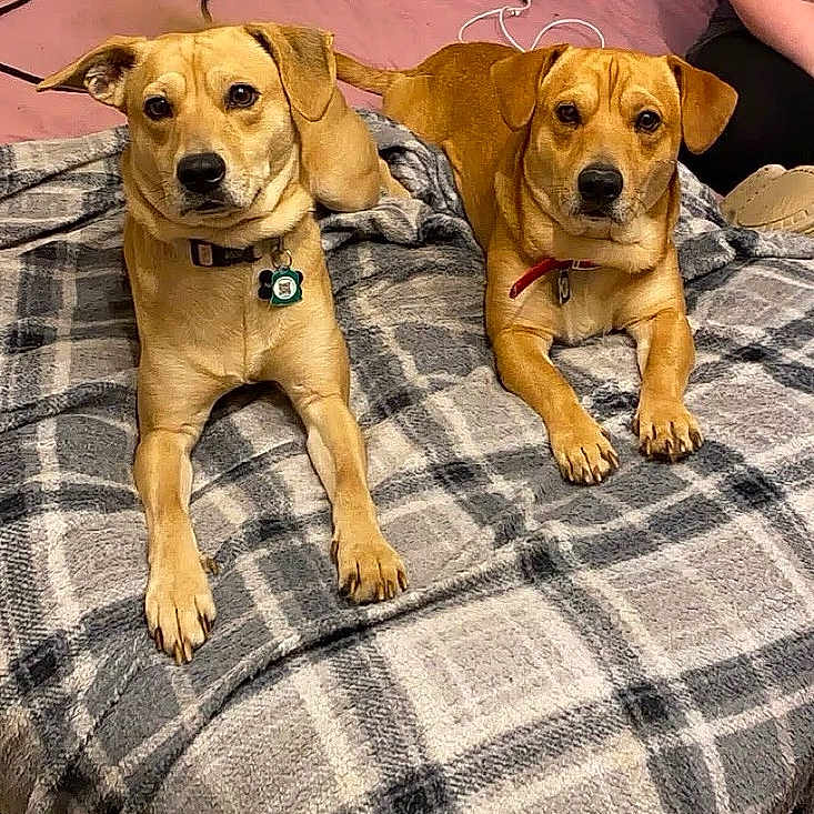 Rowley is registered to the contest to win money with this photo: dogs, canines, pets, tan_dogs, sitting, portrait, indoors, bedroom, blanket, plaid, collars, tags, short_hair, brown_eyes, front_facing, alert, cute, companions, cozy, photography