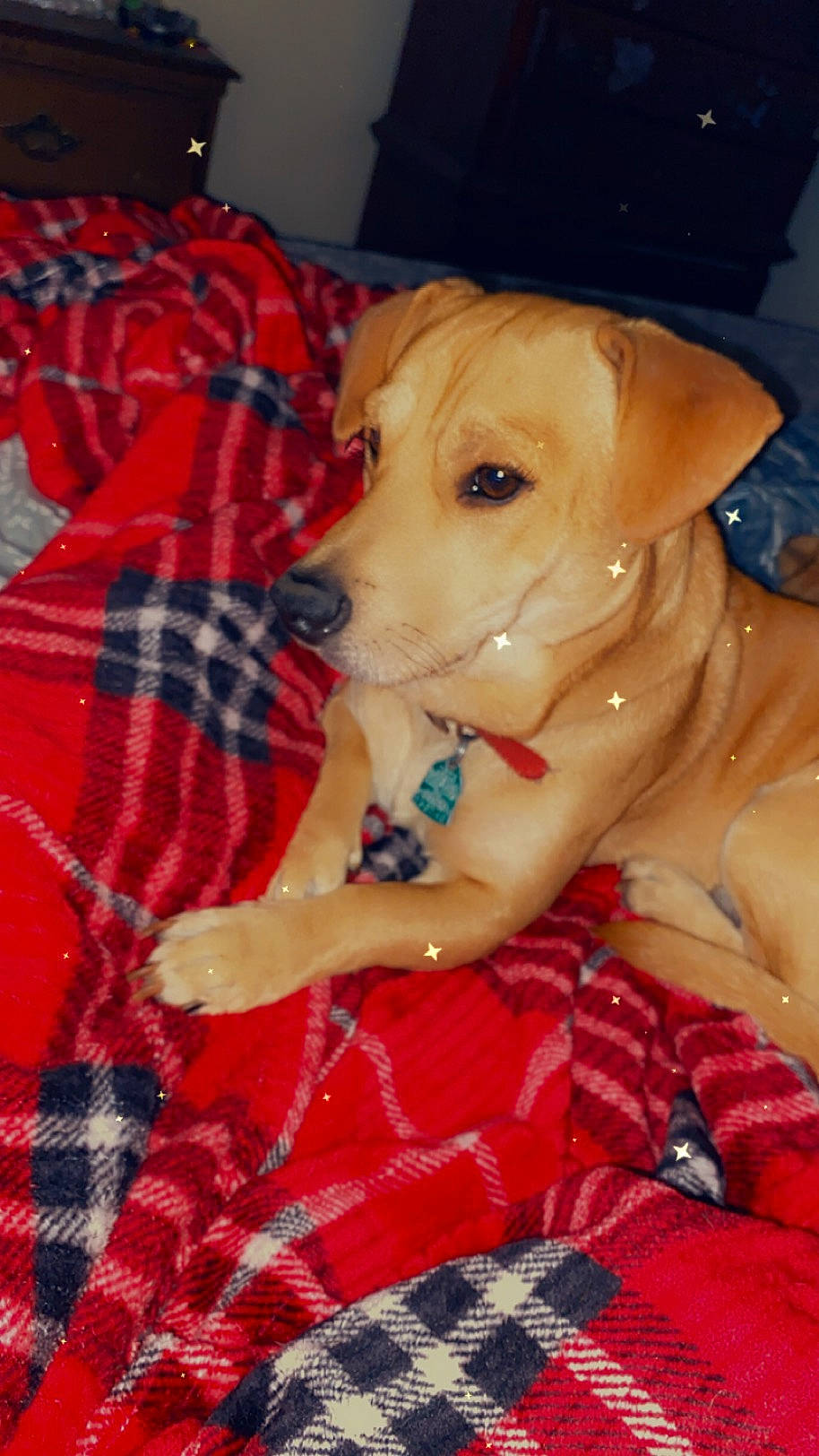 Rowley joined the competition — help win amazing prizes! canidae, carnivore, collar, companion_dog, dog, dog_breed, dog_clothes, dog_collar, dog_supply, fawn, fur, linens, pattern, paw, pet_supply, plaid, snout, sporting_group, tartan, working_animal