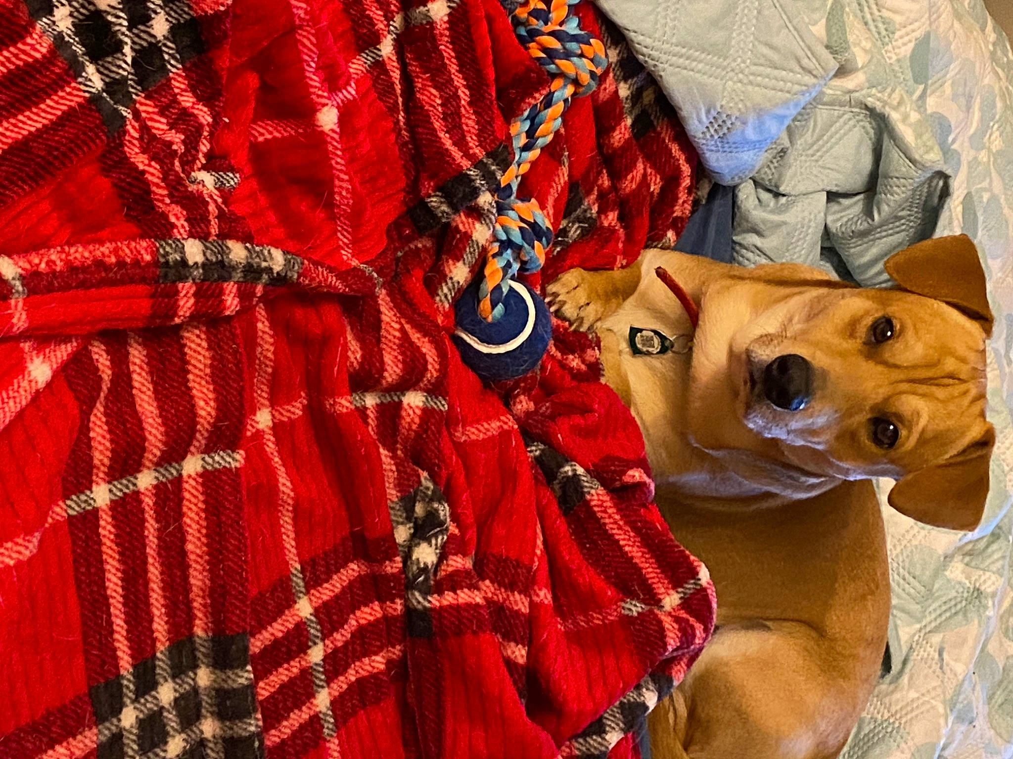 Rowley joined the competition — help win amazing prizes! carnivore, collar, companion_dog, dog, dog_breed, dog_supply, dress_shirt, electric_blue, fawn, hat, linens, pattern, pet_supply, plaid, sleeve, sporting_group, t_shirt, tartan, working_animal