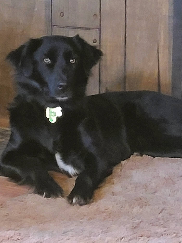 Bella joined the competition — help win amazing prizes! beagador, black, borador, canidae, carnivore, companion_dog, dog, dog_breed, flat_coated_retriever, labrador_retriever, mammal, patterdale_terrier, puppy, rare_breed_dog, retriever, small_greek_domestic_dog, snout, sporting_group, street_dog