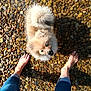 Simba a rejoint le concours — aidez-le/la à gagner de superbes lots ! dog, puppy, fluffy, water, pebbles, bare_feet, jeans, outdoor, sunlight, looking_up, small_dog, pet, summer, nature, playful, cute, animal, walking, shallow_water, happy