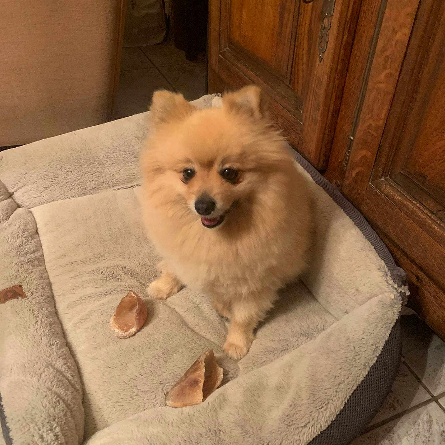 Simba a rejoint le concours — aidez-le/la à gagner de superbes lots ! animal, chew_treats, companion, cozy, cute, dog, dog_bed, domestic, floor, fluffy, fur, happy, home, indoor, pet, pomeranian, sitting, small_dog, tiled_floor, wooden_furniture